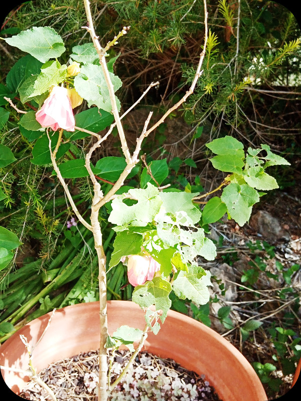 Abutilon6 10 Apr 24.jpg