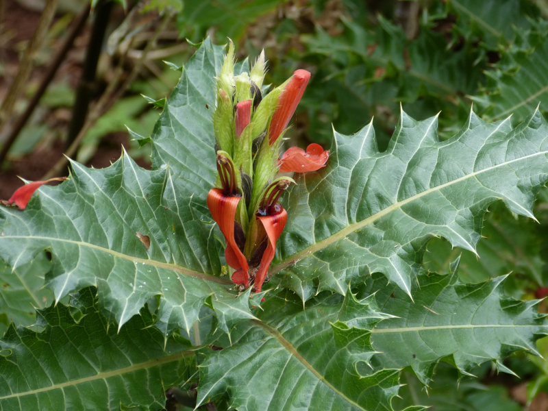 Acanths sennii 1.JPG