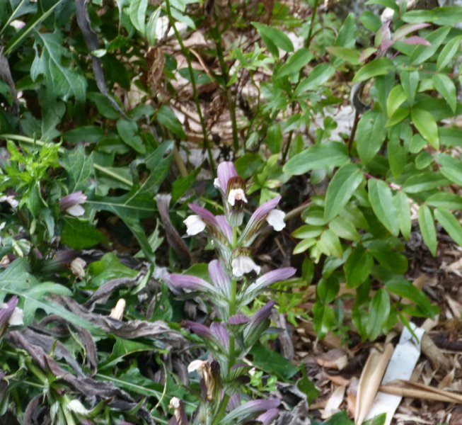 Acanthus hungaricus 1.JPG