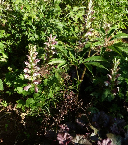 Acanthus hungaricus.JPG