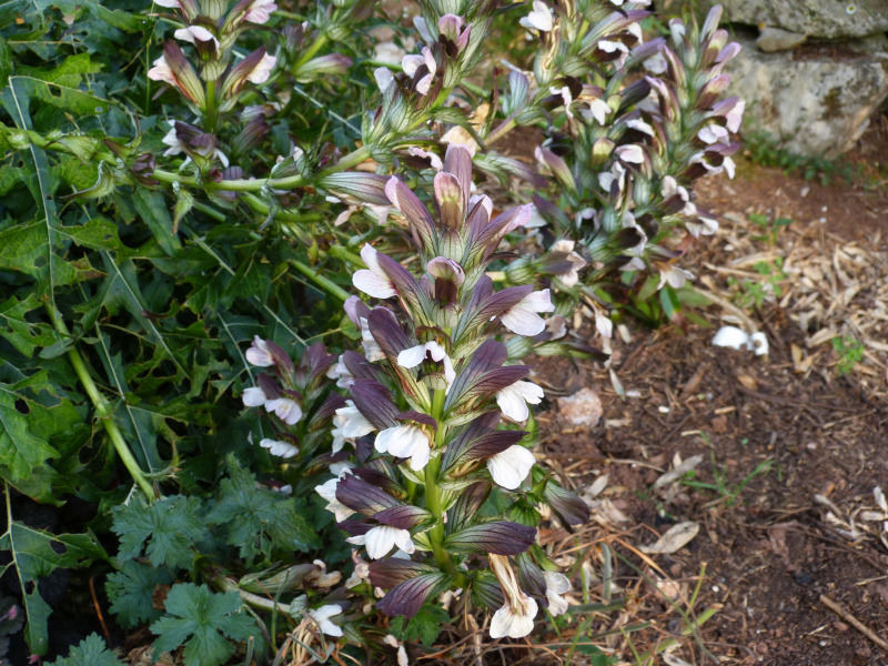 Acanthus hungaricus.JPG