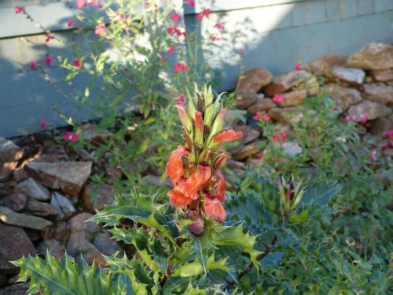 Acanthus sennii 1.JPG