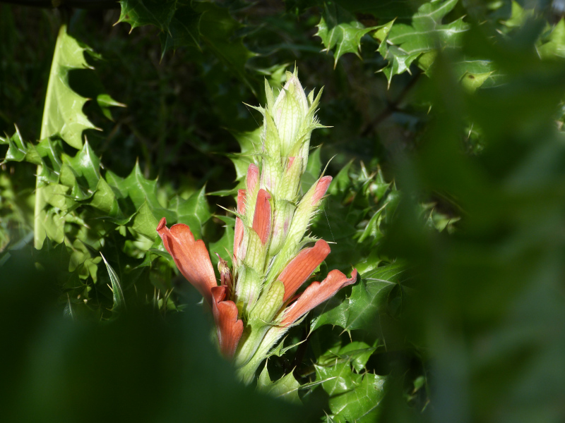 Acanthus sennii 2.JPG