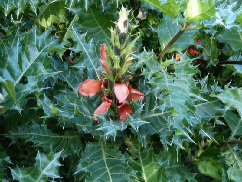 Acanthus sennii 3.JPG