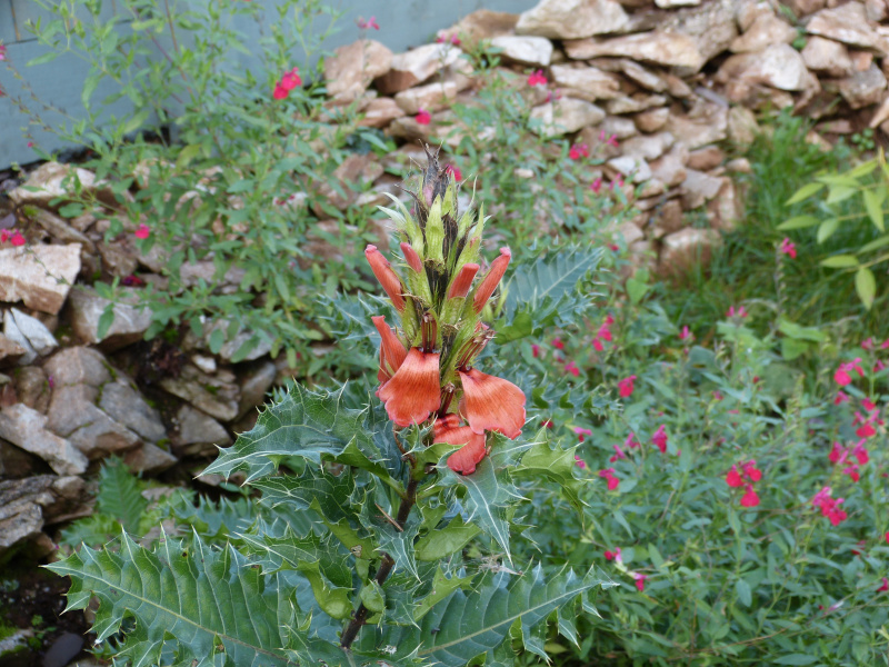 Acanthus sennii.JPG