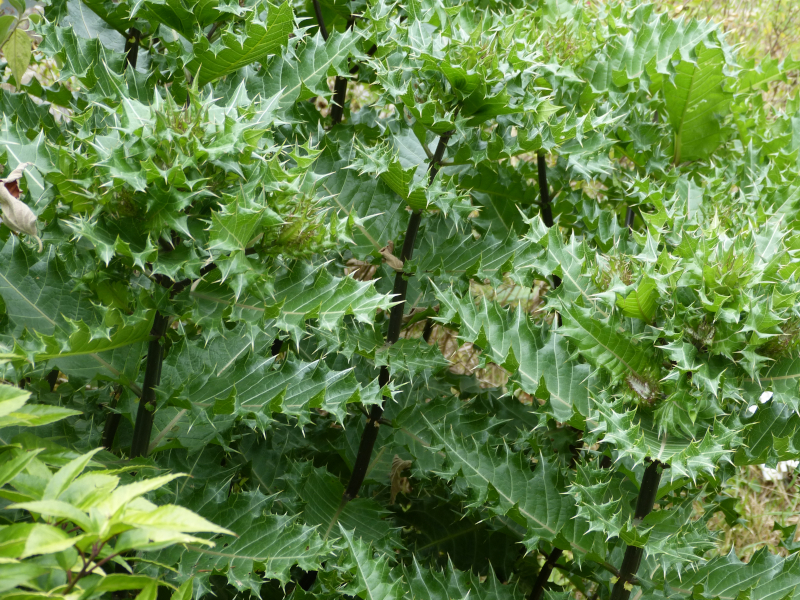 Acanthus sennii.JPG