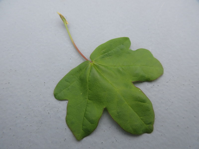 ACER  CAMPESTRE 03-05-2022 15-38-52.JPG