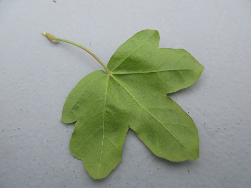 ACER  CAMPESTRE 03-05-2022 15-39-00.JPG