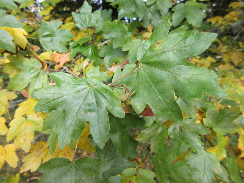 ACER  CAMPESTRE 20-10-2019 12-57-17.JPG