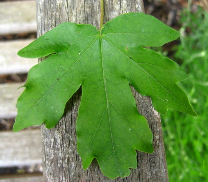 ACER  CAMPESTRE  NANA 18-05-2008 14-57-57.jpg