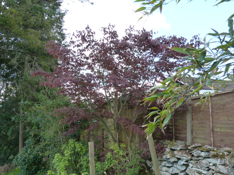 Acer palmatum.JPG