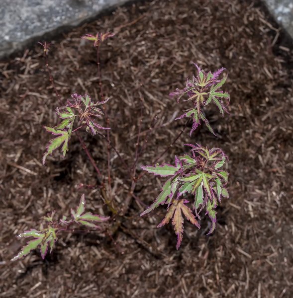 Acer palmatum Taylor 20-11-21.jpg