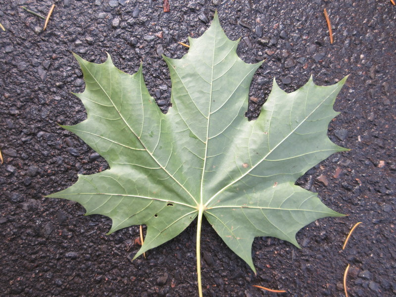 ACER  PLATANOIDES  NORWAY  MAPLE 24-10-2020 14-34-18.JPG