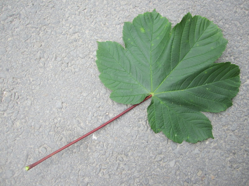 ACER  PSEUDOPLATANUS 17-06-2012 15-42-04.JPG