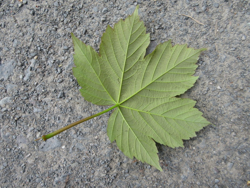 ACER  PSEUDOPLATANUS  SYCAMORE 01-05-2018 11-05-07.JPG