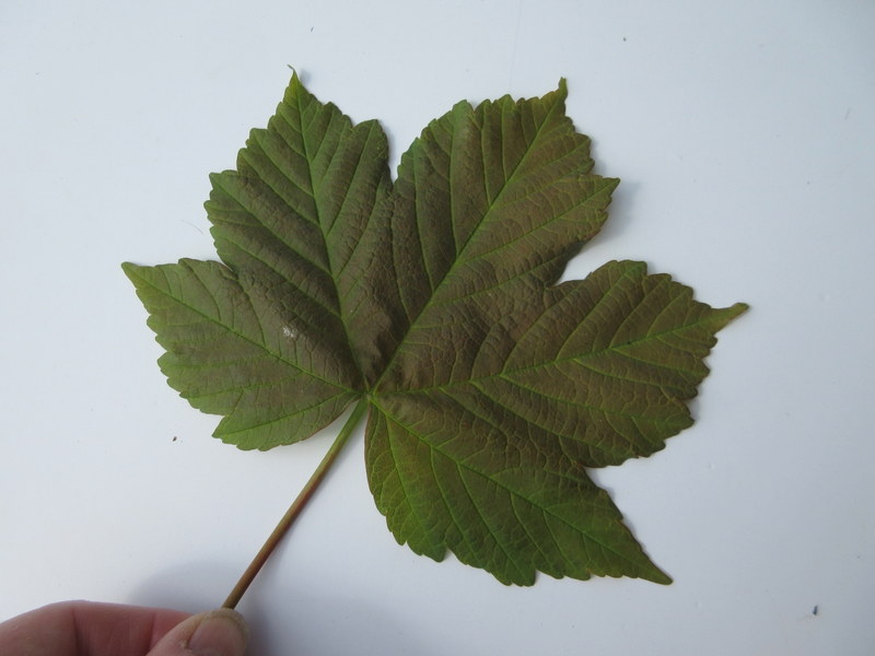 ACER  PSEUDOPLATANUS  SYCAMORE 01-05-2018 11-09-02.JPG