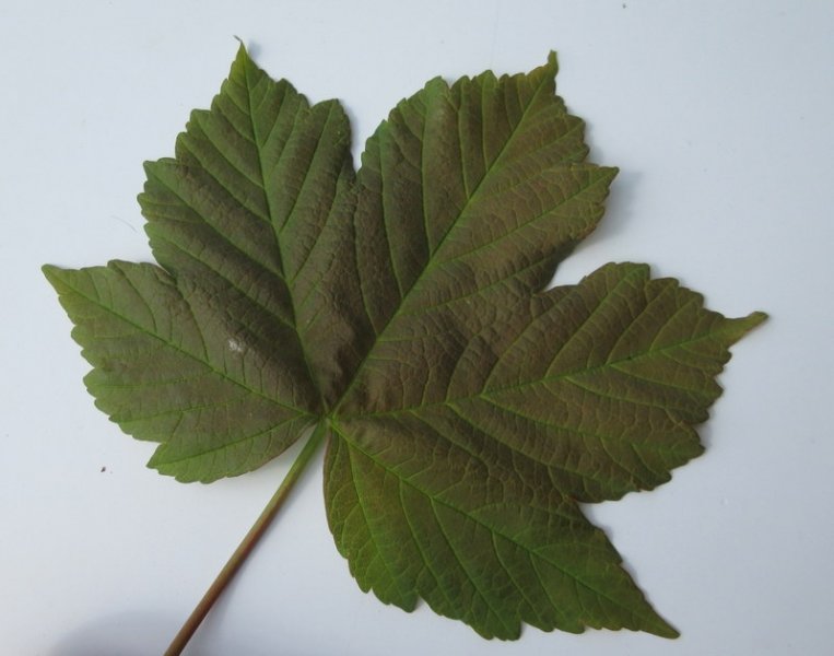 ACER  PSEUDOPLATANUS  SYCAMORE 01-05-2018 11-09-02.JPG