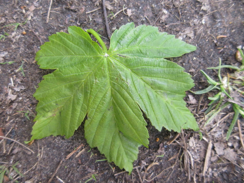 ACER  PSEUDOPLATANUS  SYCAMORE 05-05-2021 11-49-44. 05-05-2021 11-49-44.JPG