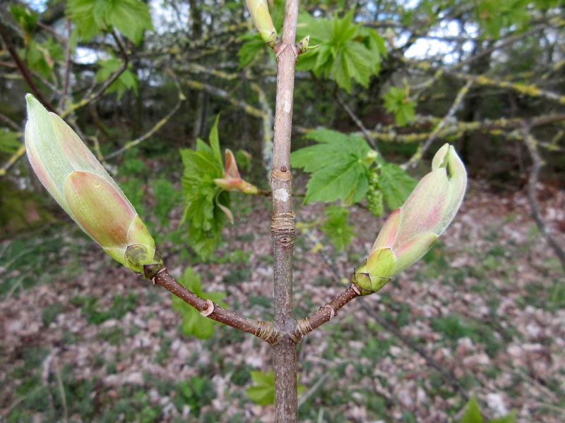 ACER  PSEUDOPLATANUS  SYCAMORE 05-05-2021 11-50-39. 05-05-2021 11-50-39.JPG