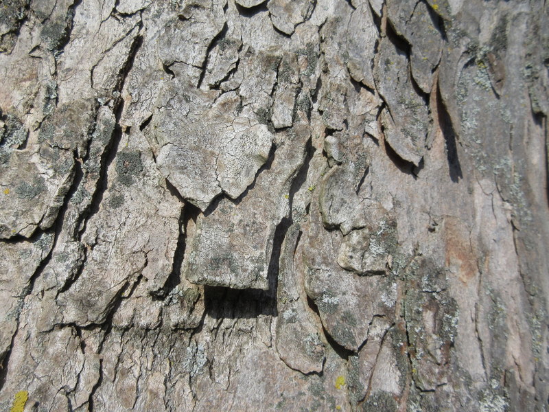 ACER  PSEUDOPLATANUS  SYCAMORE 09-03-2018 14-25-17.JPG
