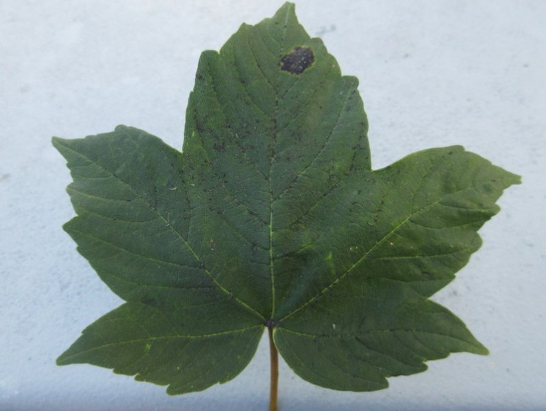 ACER  PSEUDOPLATANUS  SYCAMORE 16-09-2019 16-39-21.JPG