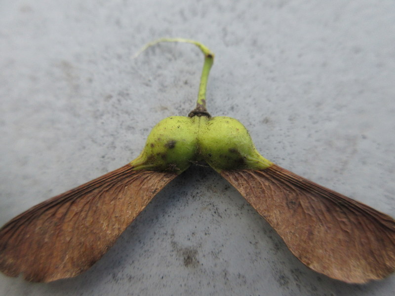 ACER  PSEUDOPLATANUS  SYCAMORE 16-09-2019 16-48-28.JPG