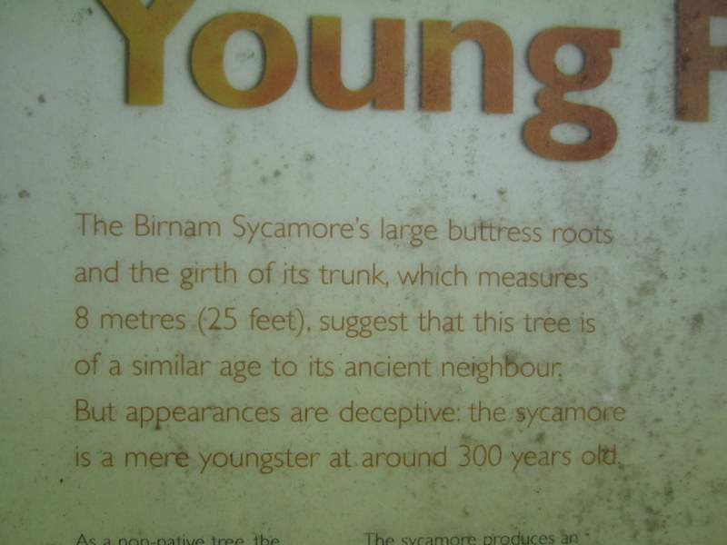 ACER  PSEUDOPLATANUS  SYCAMORE  AT BIRNAM 02-10-2013 10-52-34.JPG