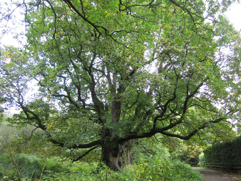 ACER  PSEUDOPLATANUS  SYCAMORE  AT BIRNAM 04-10-2013 15-40-30.JPG
