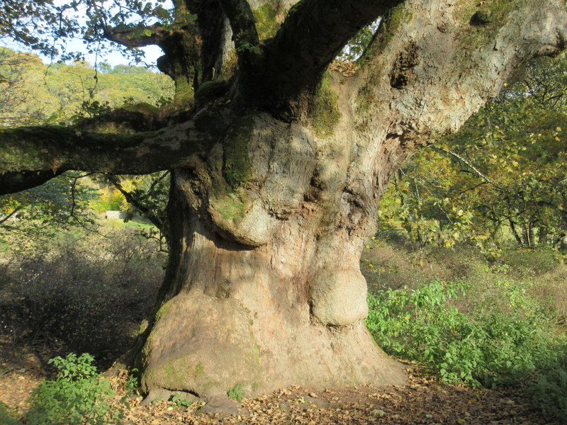 ACER  PSEUDOPLATANUS  SYCAMORE  AT BIRNAM 24-10-2019 14-57-02.JPG