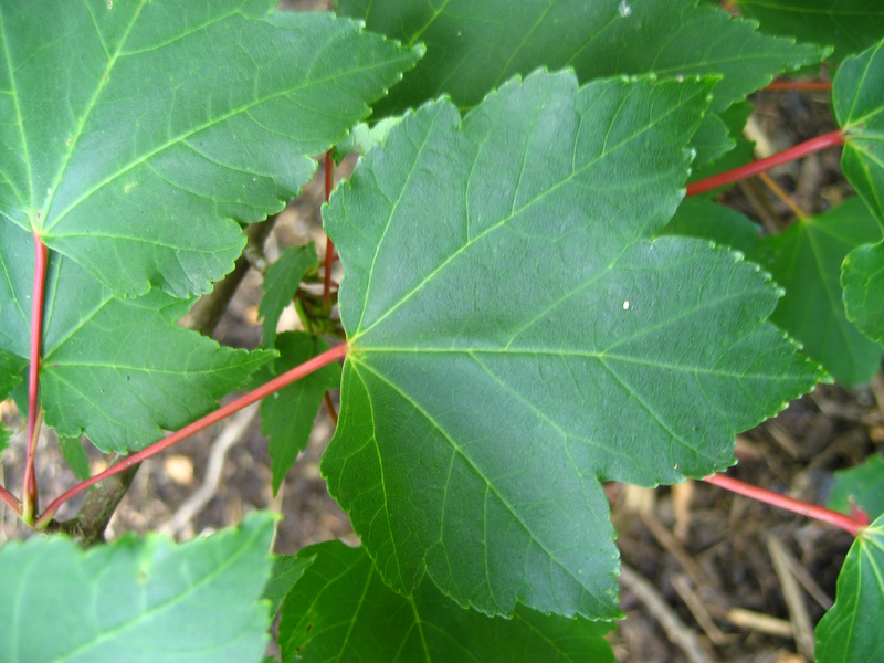 ACER  RUBRUM  OCTOBER  GLORY 18-09-2008 15-19-03.JPG