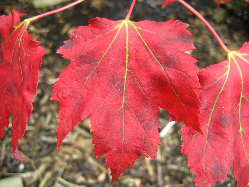 ACER  RUBRUM  SCHLESINGERI 18-09-2008 15-15-49.JPG