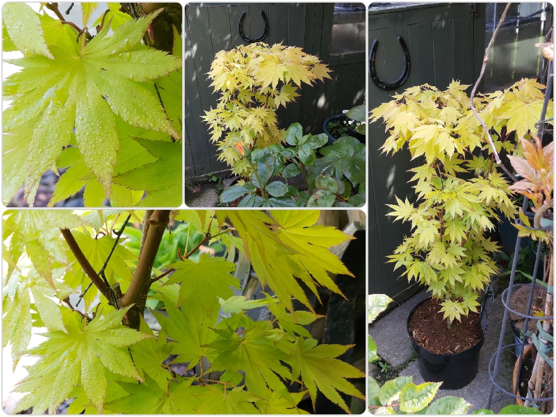 Acer Shirasawanum Jordan.jpg