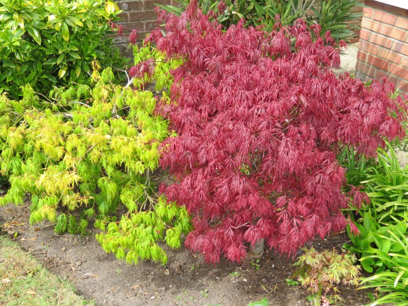 acers.JPG