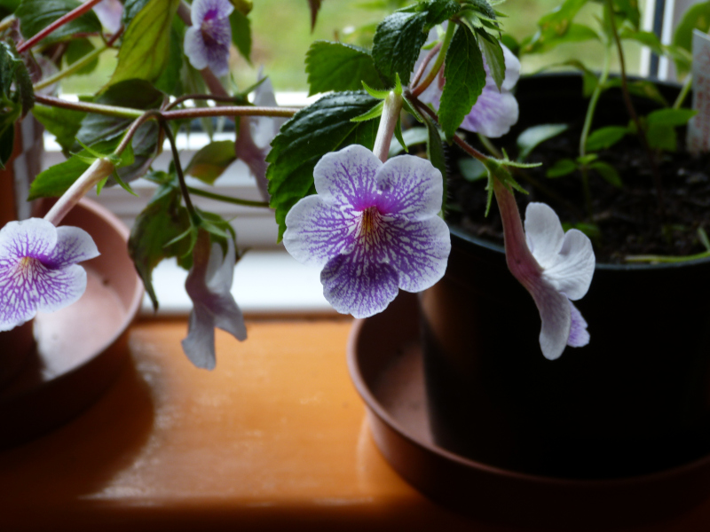 Achhimenes Ambroise Verschaffelt.JPG