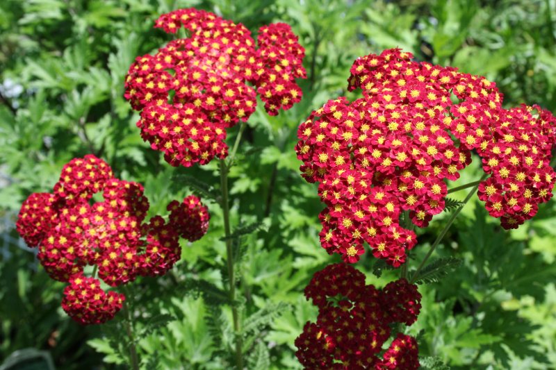 Achillea ‘Strawberry Seduction’.jpg