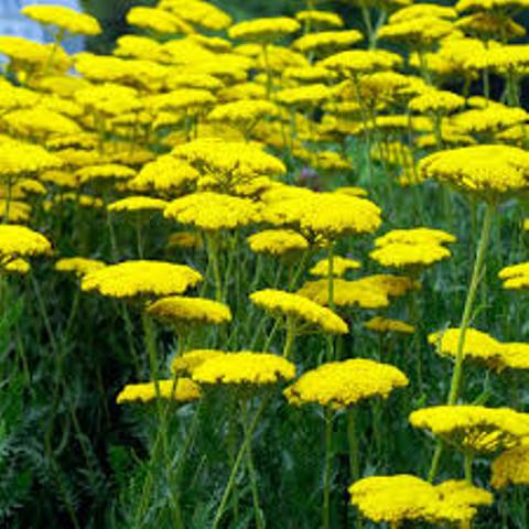 Achillea 'Cloth of Gold'.jpg