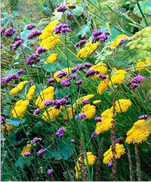 Achillea Gold Plate_ and Verbena bonariensis.jpg