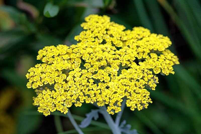 Achillea-moonshine-october-4.jpg
