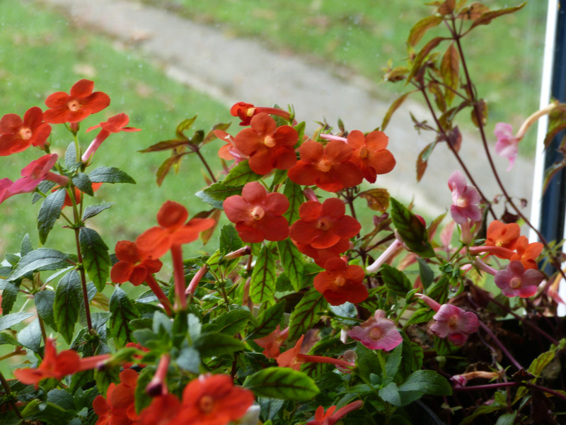 Achimenes Admirabilis 1.JPG