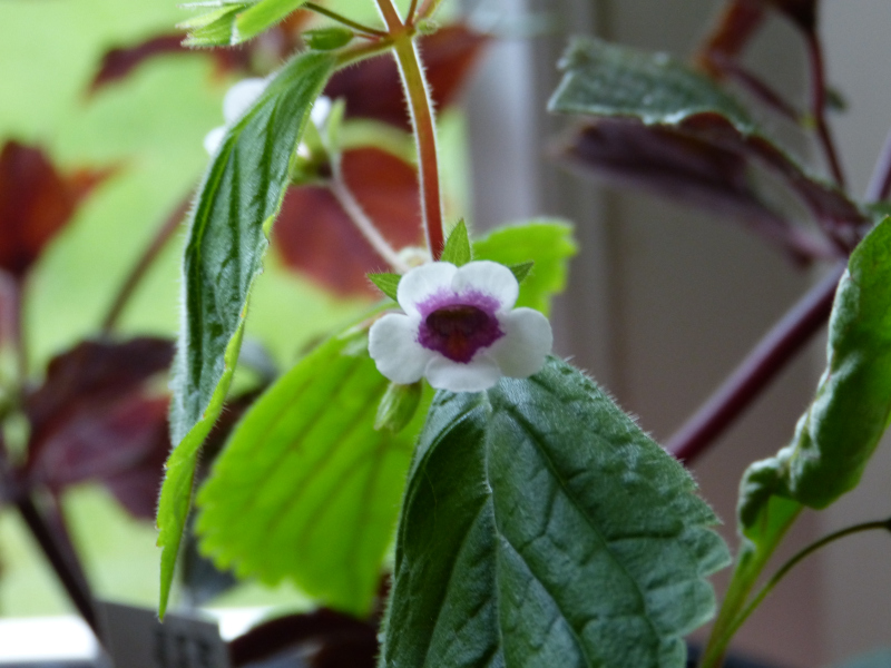 Achimenes misera.JPG