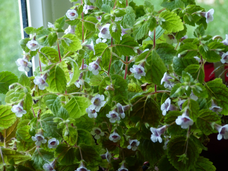 Achimenes misera.JPG