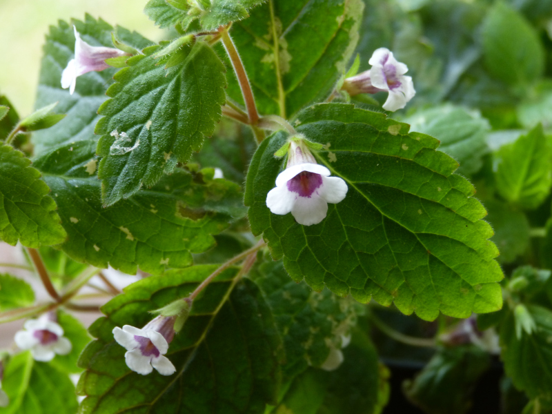 Achimenes misera.JPG