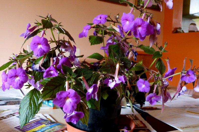 Achimenes Purple.JPG
