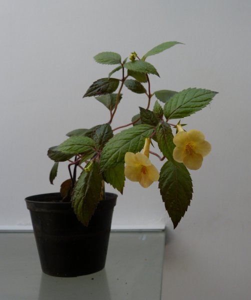 Achimenes Yellow Beauty.JPG