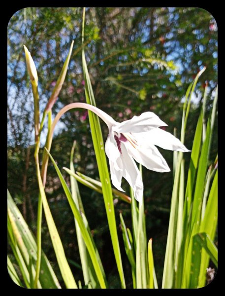 Acidenthera 11 Nov 21.jpg