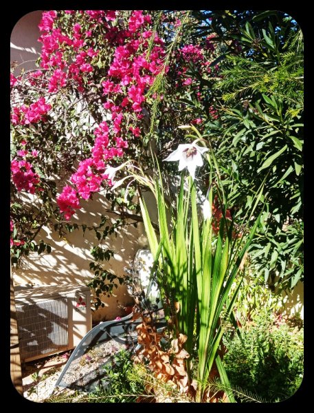 Acidenthera1 18 Nov 21.jpg