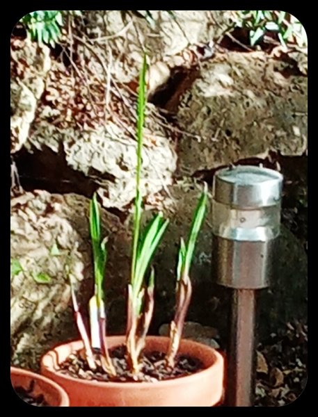 Acidentherus 17 )ct 21.jpg