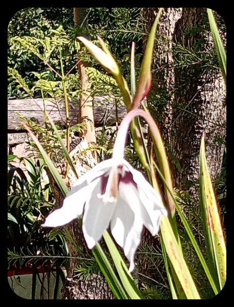 Acisenthera1 11 Nov 21.jpg