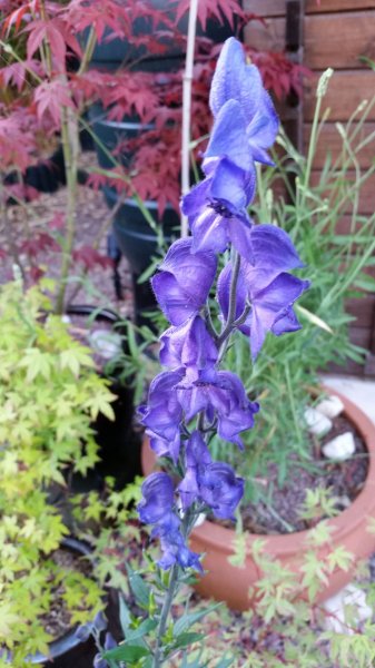 Aconitum-Bressingham-Spire.jpg