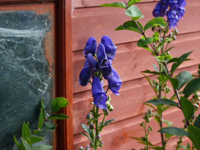 Aconitum carmichaeleii.JPG